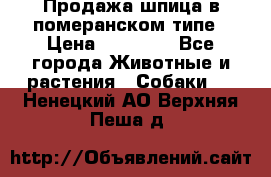 Продажа шпица в померанском типе › Цена ­ 20 000 - Все города Животные и растения » Собаки   . Ненецкий АО,Верхняя Пеша д.